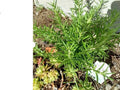 Rosemary Cuttings - 5 Organic Live Clippings for Rooting - Salvia Rosmarinus Herb Plant