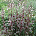 Foxglove Beardtongue Live Starter Plant - Husker Red Penstemon Digitalis - Bare Root Perennial