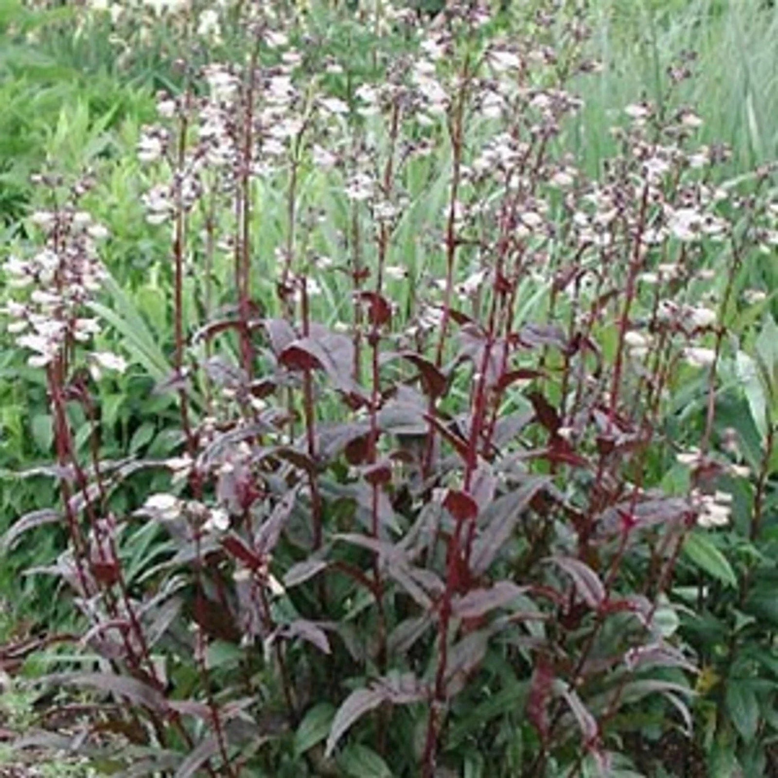 Foxglove Beardtongue Live Starter Plant - Husker Red Penstemon Digitalis - Bare Root Perennial