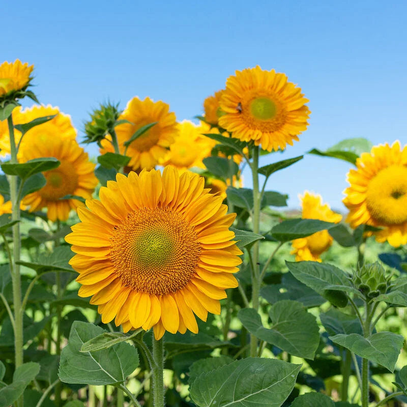 Sunflower Seeds - Pro Cut Gold Variety - Fresh Seeds for Planting - Helianthus annuus