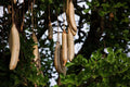 Sausage Tree Seeds - 10 Pack Kigelia africana - Unique African Tree Seeds for Gardening and Landscaping