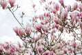 10 Fresh Unrooted Cuttings of Saucer Pink Magnolia (Magnolia x soulangeana)