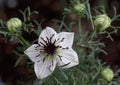 100 Seeds Black Cumin Roman Coriander Four Spice Coriandrum sativum - GroCo Quality Seeds