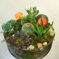Mixed Rare Stone Cactus Seeds, 100pcs Pack, Unique Succulent Varieties, Perfect for Gardening - Cactaceae