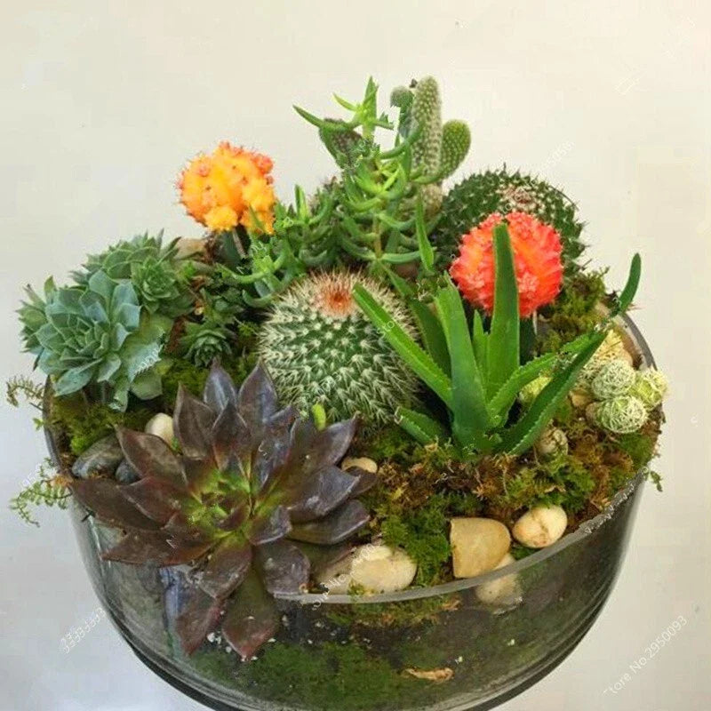 Mixed Rare Stone Cactus Seeds, 100pcs Pack, Unique Succulent Varieties, Perfect for Gardening - Cactaceae
