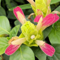 Fruit Cocktail Shrimp Plant 4-6" Tall, No Pot, Justicia 'Fruit Cocktail', Tropical Flowering, Pink Yellow Bracts, Ornamental Garden