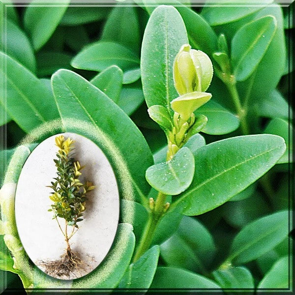 Green Mountain Boxwood Live Plant 10" - Buxus sempervirens - Hardy Evergreen Shrub for Landscaping and Gardens