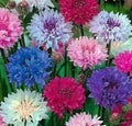 Dwarf Mix Cornflower Seeds 200 Bachelor Button Flower Seeds, Centaurea cyanus, Wildflower Garden Planting