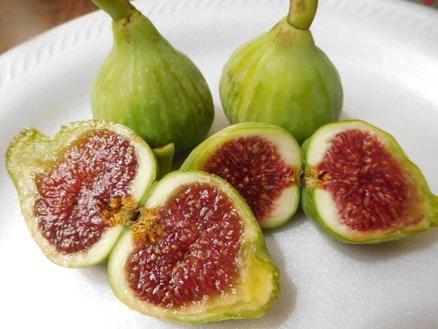 15 Cuttings of Vasillika Sika Fig Tree - Ficus carica - Root Your Own Plants