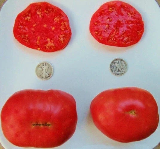 Ponderosa Pink Seeds - Huge! +25 Seeds - Heirloom Tomato (Solanum lycopersicum) - Non-GMO, Organic