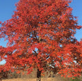 Blackgum Tree Sapling 6-12" Tall 4" Pot Nyssa Sylvatica Hardy Red Fall Foliage Wildlife-Friendly