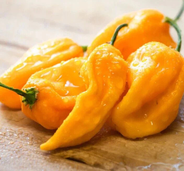 Fresh Sweet Yellow Habanero Pepper Seeds - 20 Premium Seeds - Capsicum chinense