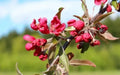 Crimson Cascade Crabapple Seeds - 25+ Premium Seeds for Garden Planting - Malus 'Crimson Cascade' - USA
