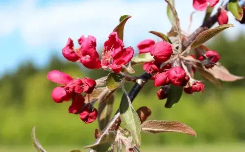 Crimson Cascade Crabapple Seeds - 25+ Premium Seeds for Garden Planting - Malus 'Crimson Cascade' - USA
