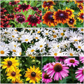 Mixed Color Coneflower Seeds - 1,000 Count - Easy to Grow Perennial Flowers - Echinacea Purpurea