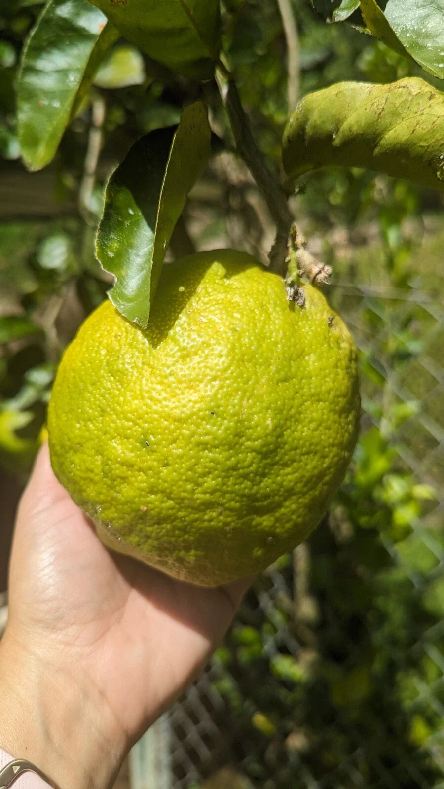 Ponderosa Lemon Cutting for Crafts - Giant Fruit Variety - Citrus limon
