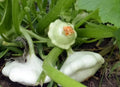 Early Scallop White Bush Patty Pan Summer Squash Seeds - 20 Heirloom Seeds, Cucurbita pepo, Free Shipping