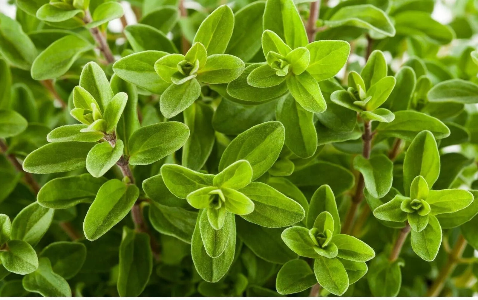 Sweet Marjoram Seeds - 1000+ Count - Knotted Marjoram - Majorana - Perennial Herb - USA Grown