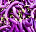 Eggplant Seeds 250 Count Long Purple Variety for Planting | Solanum melongena