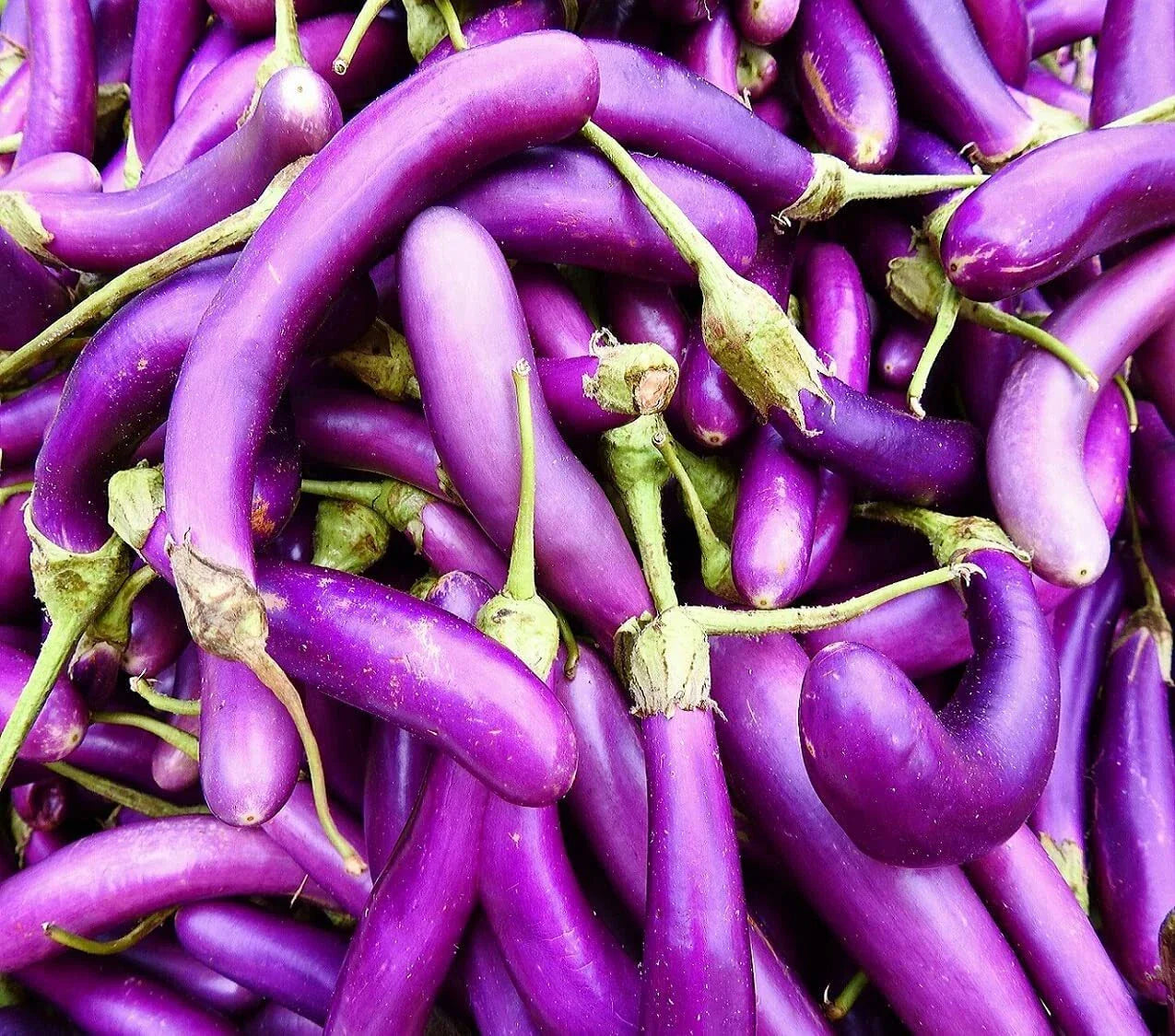 Eggplant Seeds 250 Count Long Purple Variety for Planting | Solanum melongena