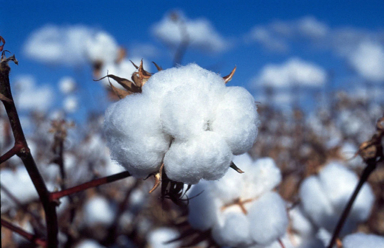 White Cotton Seeds - 100 Non-GMO Gossypium Seeds - USA Seller - Best Price
