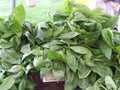 Licorice Basil Seeds - 225 Rare Scented Culinary Herb Seeds - Ocimum basilicum - GroCo USA