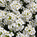 Rock Cress Seeds - 1000+ Non-GMO White Flower Perennial for Rock Gardens - Arabis caucasica