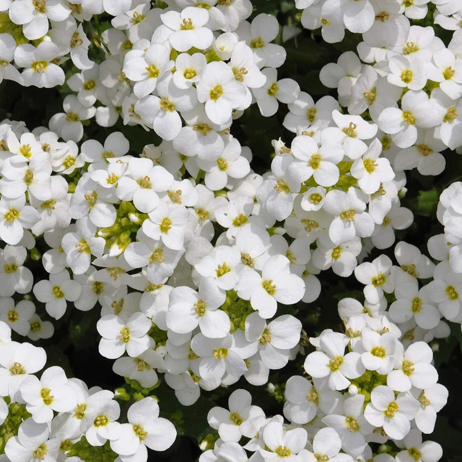 Rock Cress Seeds - 1000+ Non-GMO White Flower Perennial for Rock Gardens - Arabis caucasica
