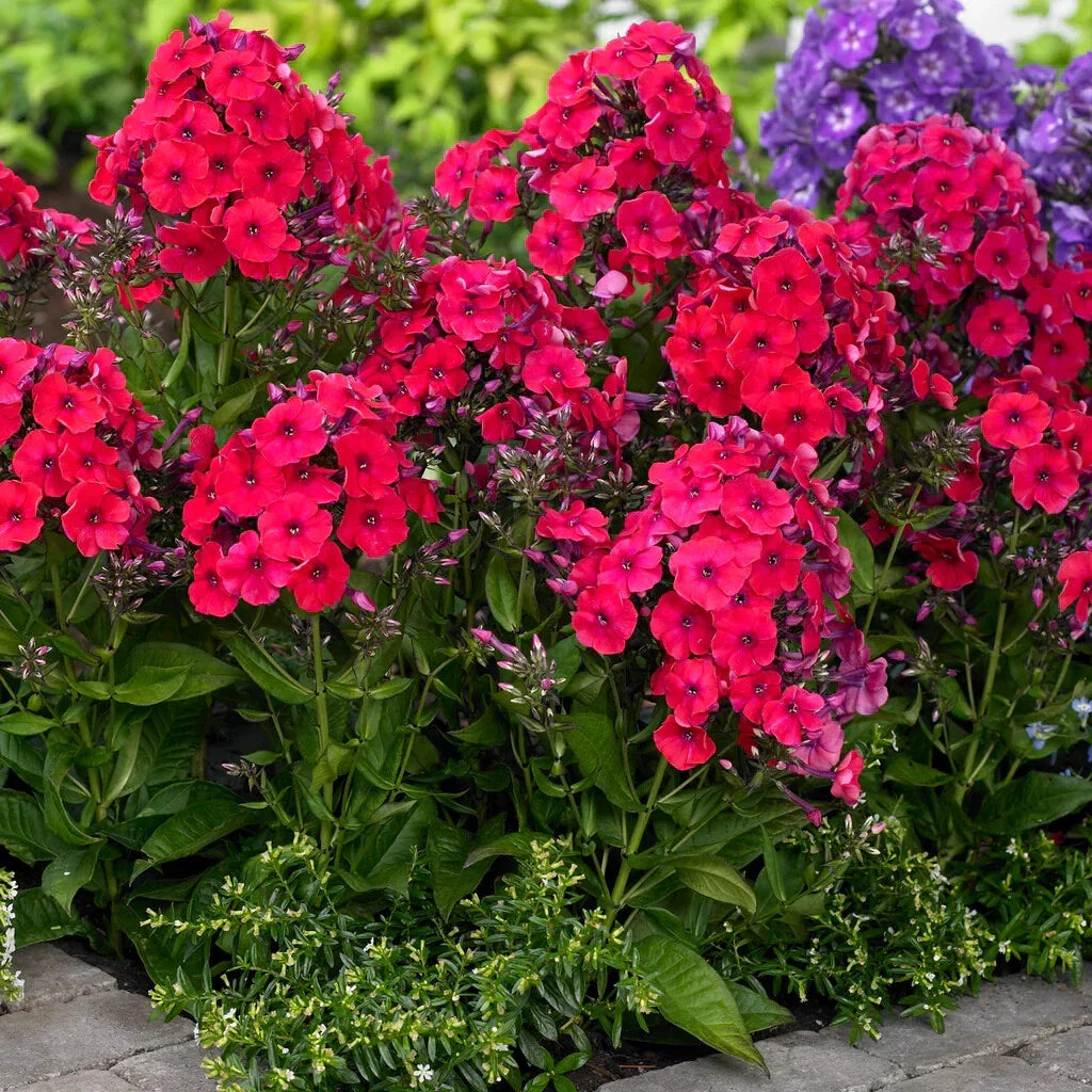 Red Riding Hood Phlox Seeds - 100+ Pack for Garden Planting - Phlox subulata - USA Grown, Free Shipping