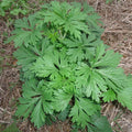 Mugwort Seeds | Non-GMO Herbs | Fresh Garden Seeds | Artemisia vulgaris