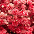 Crimson Red Baby's Breath Seeds | Non-GMO | 100 - 2,000 Count | Gypsophila elegans 'Crimson'