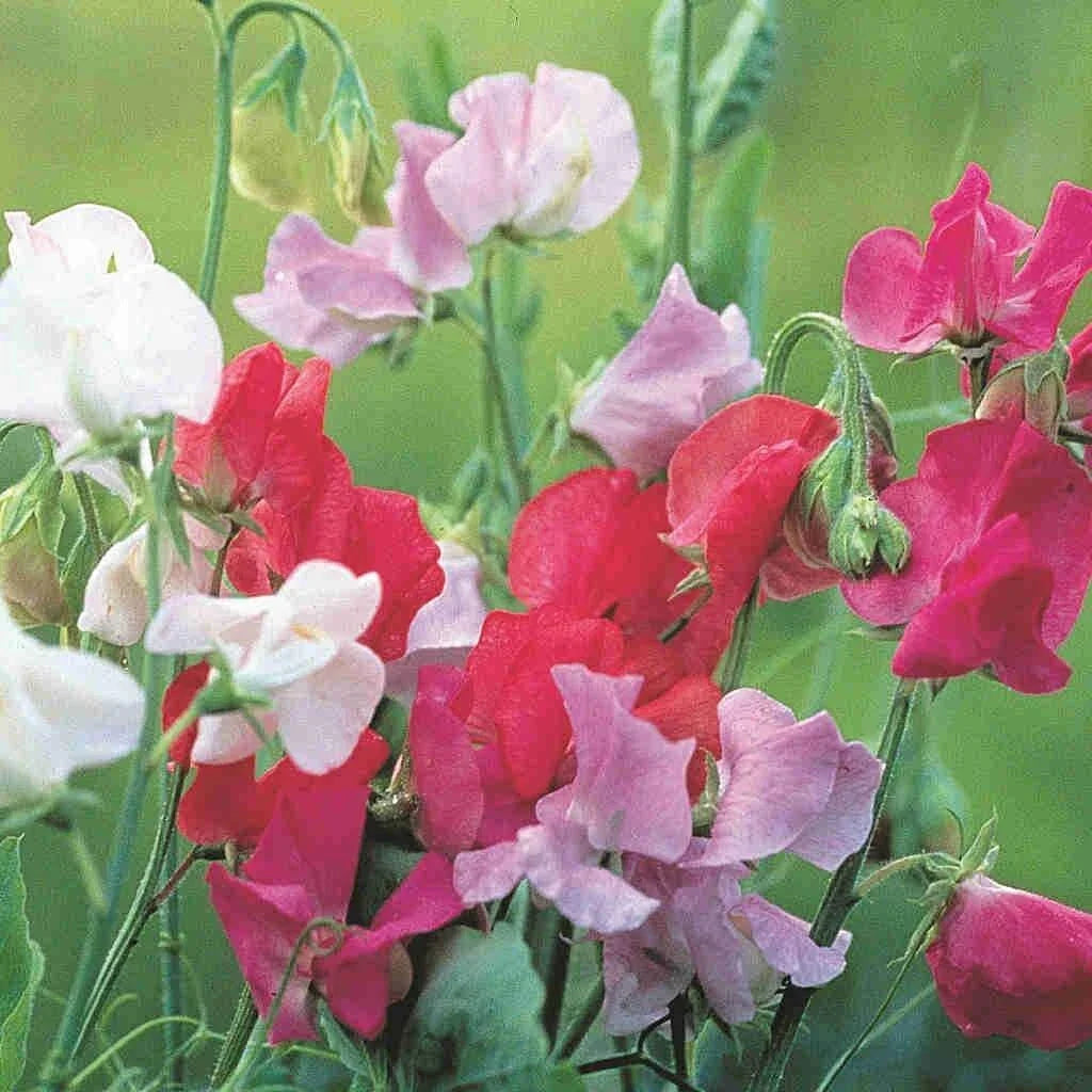 Royal Family Sweet Pea Seeds - Ruffled Flower Blooms, Floral Scent - Lathyrus odoratus - Free Shipping