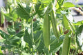 Sugar Pod Snow Peas Seeds | 50 Count | Edible Garden Vegetable Seeds for Planting | Pisum sativum