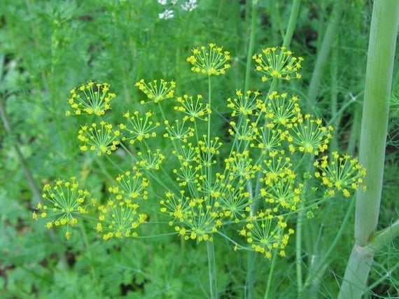 Bouquet Dill Seed - 500+ Fresh Herb Seeds - Anethum graveolens - Culinary Garden Essential