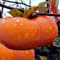 Japanese Persimmon Tree Seeds - 5 Pack - Diospyros Kaki - Hardy Asian Garden Fruit Plant