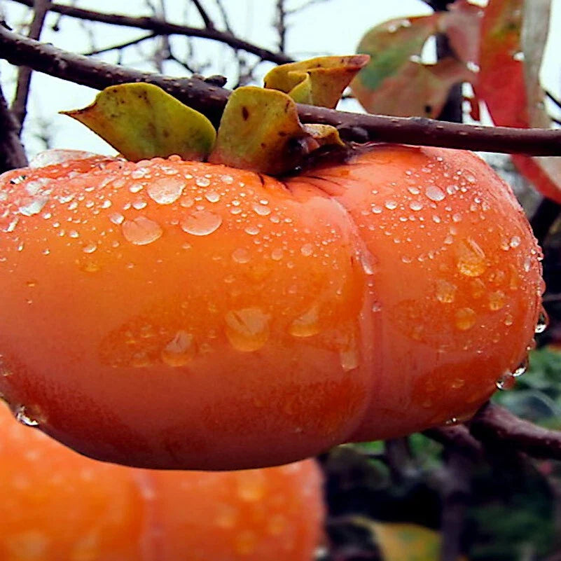 Japanese Persimmon Tree Seeds - 5 Pack - Diospyros Kaki - Hardy Asian Garden Fruit Plant