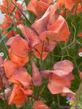 Blue Vein Sweet Pea 50 Seeds - Lathyrus odoratus - Ideal for Garden Planting - USA - Free Shipping