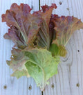 Ruby Red Loose Leaf Lettuce Seeds - Heirloom Crispy Variety, 500-5,000 Seeds, Beautiful Rare (Lactuca sativa)