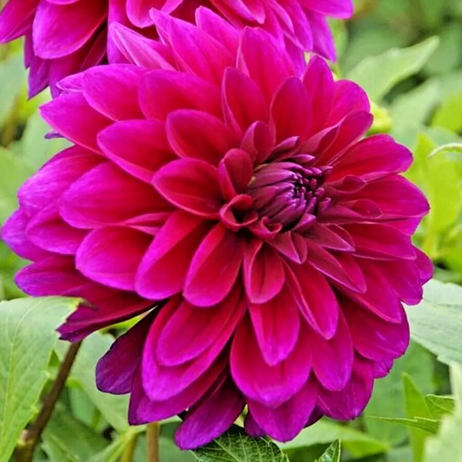 Dahlia Tuber 'Le Baron' Live Plant Lavender Magenta Purple Blooms
