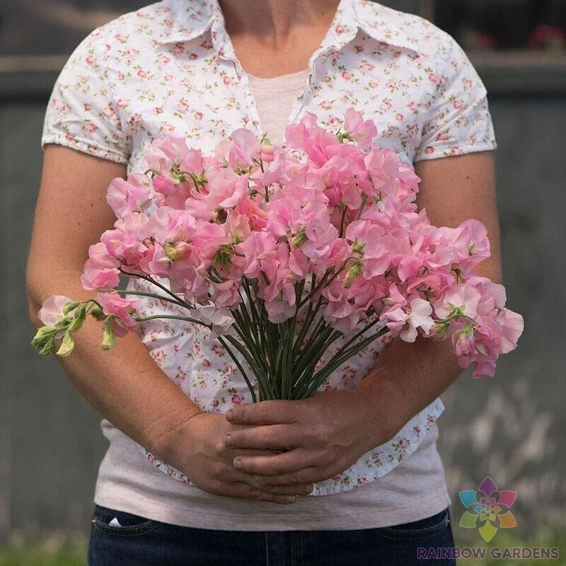 Sweet Pea Seeds - 50+ Elegance Pink Diana - Lathyrus odoratus - Garden Seeds - USA