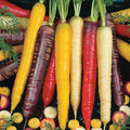 Rainbow Blend Carrot Seeds 300+ Count Non-GMO Vegetable Garden Mixture Daucus carota