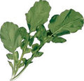 Arugula Microgreen Seeds 8 oz - Non-GMO Sprouting Seeds for Home Gardening (Eruca sativa)