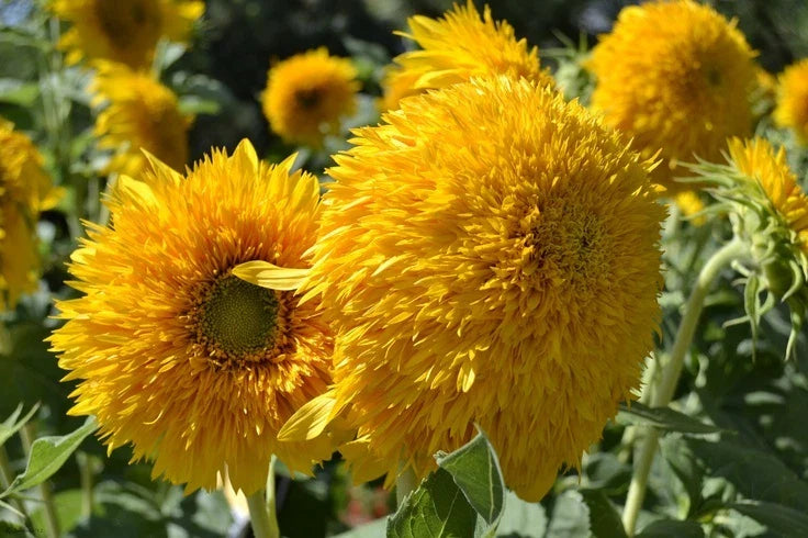 Teddy Bear Sunflower Seeds - Fresh Seed for Planting - Helianthus annuus
