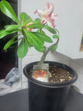 Desert Rose Plant 10in to 2ft Yellow and Red Grafted Adenium obesum in Gallon Pot
