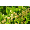 Littleleaf Linden Tree Bare Root - Tilia cordata, Hardy Shade Tree for Landscaping and Urban Spaces