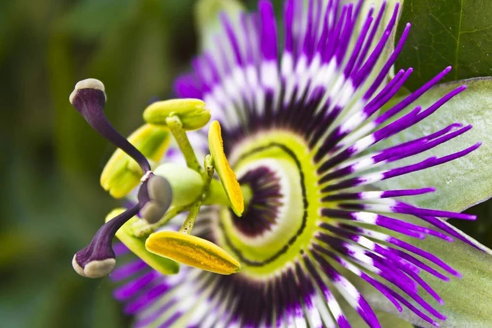 Passion Flower Seeds - 50+ Seeds for Planting - Vine Variety - Perfect for Bonsai - Passiflora spp.