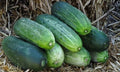 Spacemaster 80 Cucumber Seeds - 25+ Heirloom Organic NON GMO - Cucumis sativus