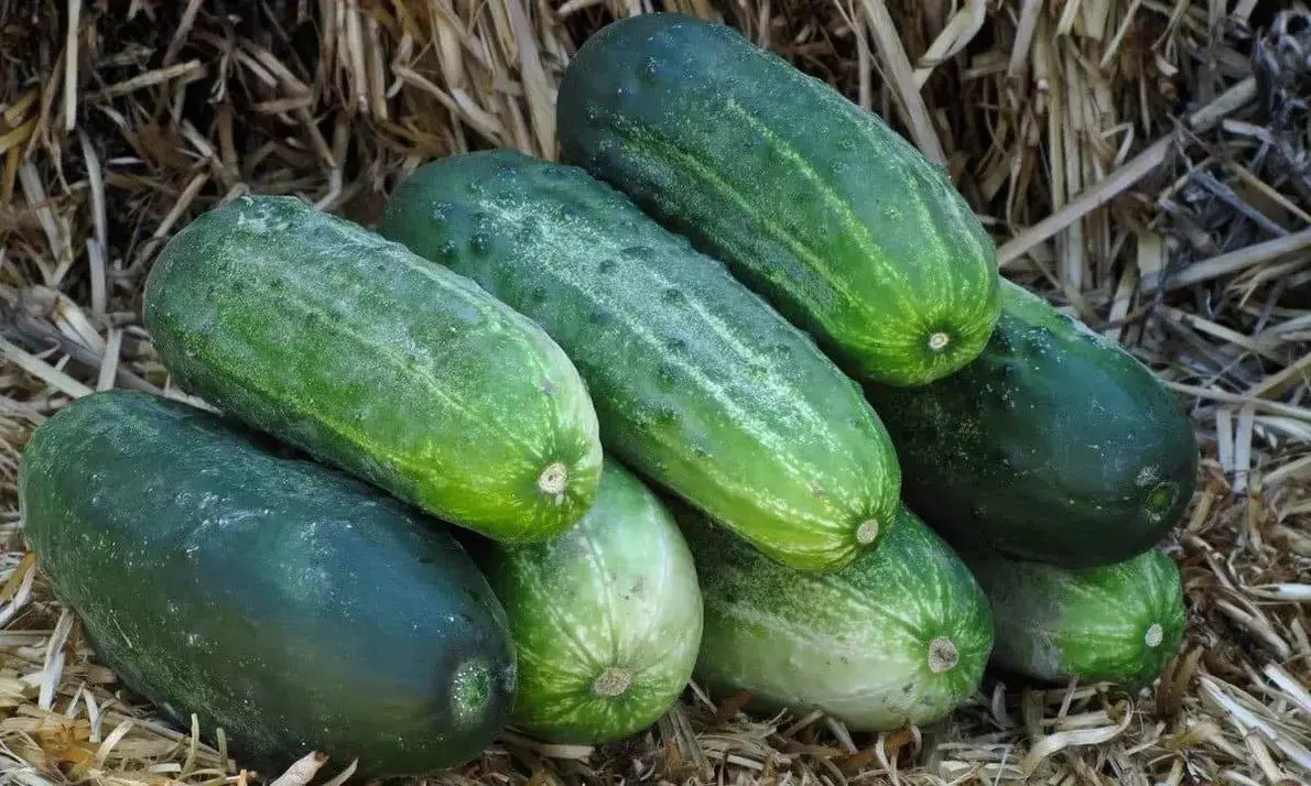 Spacemaster 80 Cucumber Seeds - 25+ Heirloom Organic NON GMO - Cucumis sativus