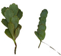 Unrooted Kalanchoe Cuttings 4-6” Marnier's & Lavender Varieties - Kalanchoe spp. Houseplant
