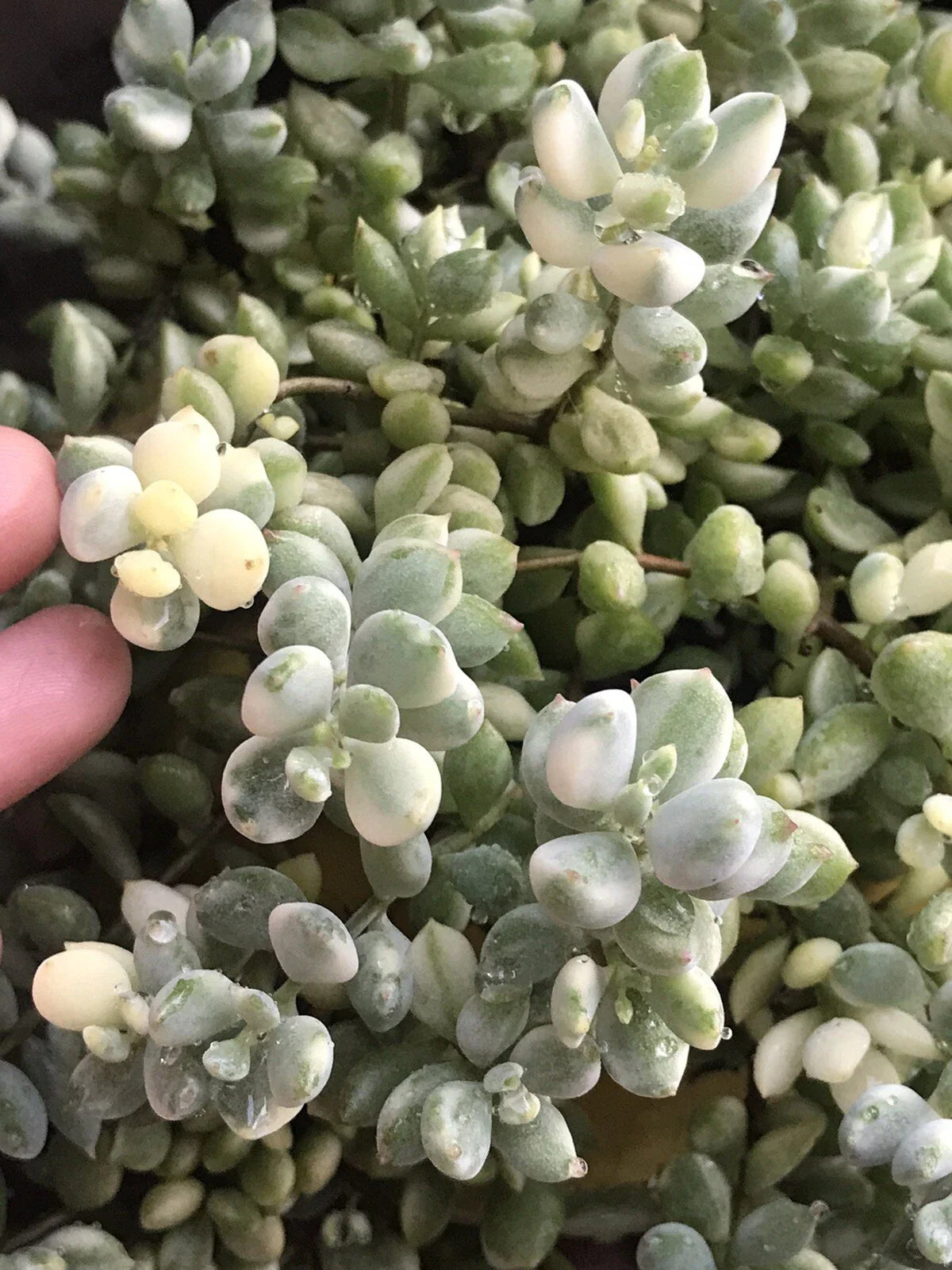 Rare Echeveria Cuttings 4” Cotyledon Pendens Variegata - Unique Succulent Plant for Home Decor or Gardening